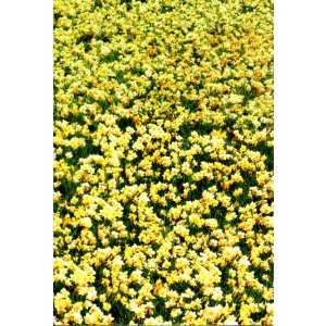 画像: ビッグ・フィッシュ(特典)