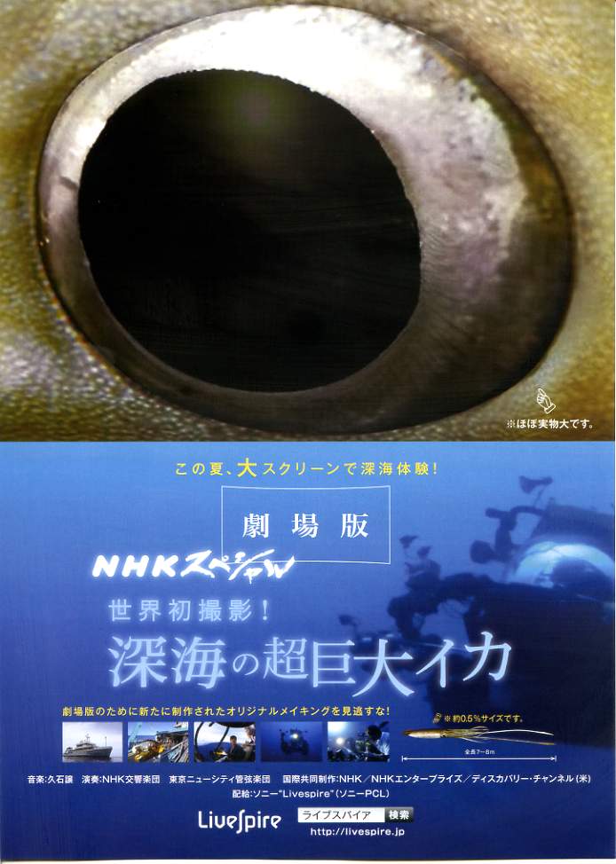 画像1: ＮＨＫスペシャル世界初撮影！深海の超巨大イカ